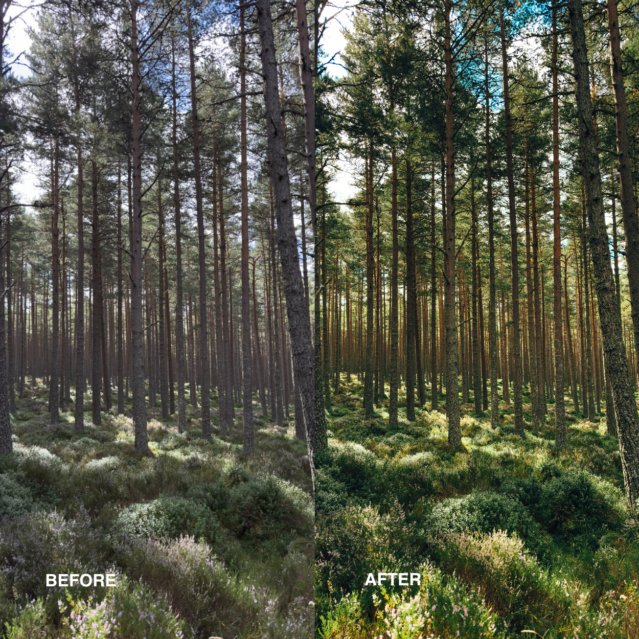 iPhone ProRAW Presets - Daylight Collection